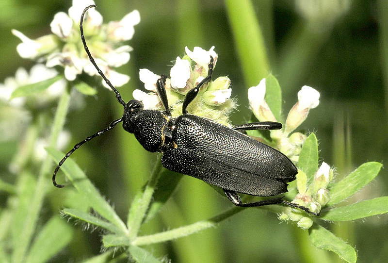 Cerambycidae: Stictoleptura scutellata